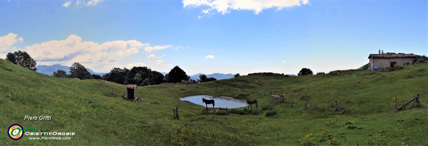 44 Alla bella conca prativa della Baita Sornadello (1407 m) tre asinelli al pascolo.jpg